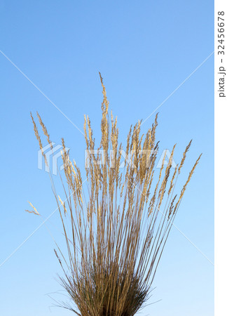 Dry grass Dry grass 32456678