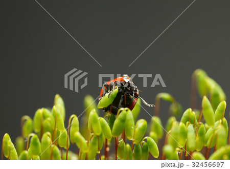 Red ladybird on moss capsules 32456697