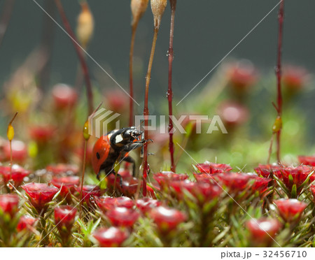 Ladybird going to climb 32456710