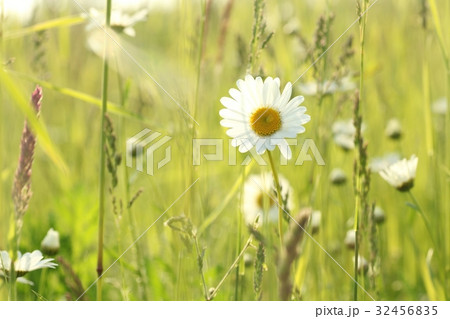 Daisy in a meadow lit by the rising sun Daisy in a meadow lit by the rising sun 32456835