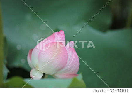 lotus flower blossom at the rain day lotus flower blossom at the rain day 32457611