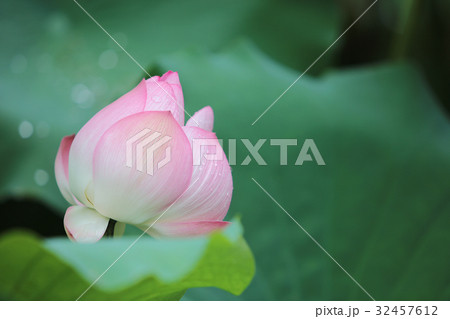 lotus bloom in the pond at rain day lotus bloom in the pond at rain day 32457612