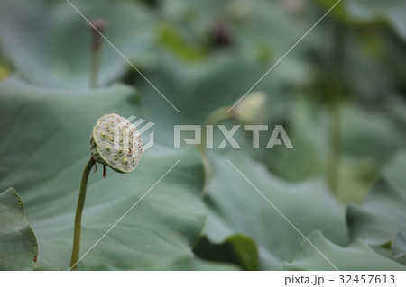 green lotus leaf in garden at rain day green lotus leaf in garden at rain day 32457613