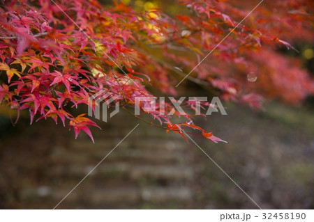 紅葉紅葉 紅葉紅葉 32458190