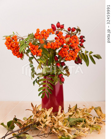 Autumn decoration in purple vase with rowanberries 32459991