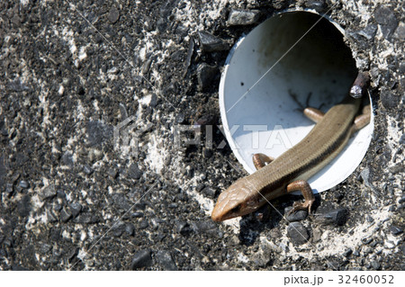 カナヘビ 32460052