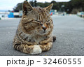 田代島の猫 32460555