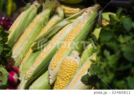 Green corn cobs in the row 32460811