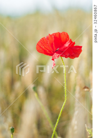 One red poppy flower with defocused background of One red poppy flower with defocused background of 32460867