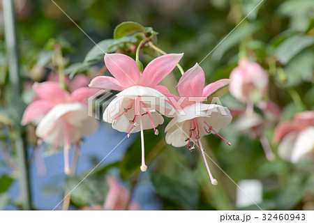 ホクシャ 32460943