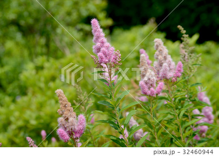 ホザキシモツケ 32460944