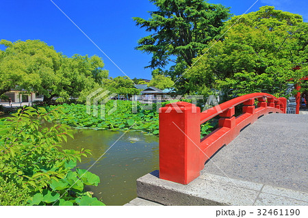 万緑の源平池 鶴岡八幡宮 の写真素材