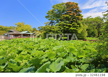 万緑の源平池（鶴岡八幡宮） 32461198