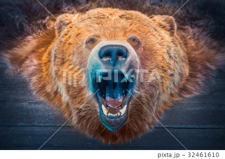 Head of Bear and skin. Hunting Trophy. Retro toned 32461610