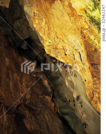 質志鐘乳洞、コウモリの群 32462247