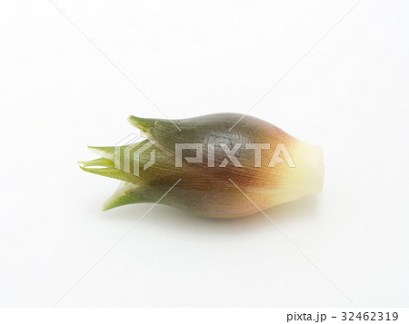 茗荷 32462319