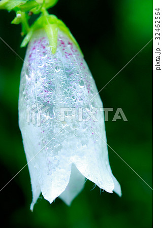 雨に濡れて透けるホタルブクロ 32462564