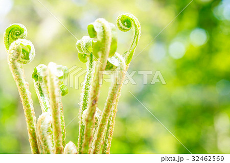 ヒトツバシダ 32462569