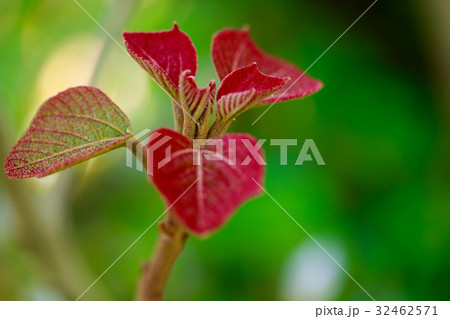 アカメガシワ アカメガシワ 32462571