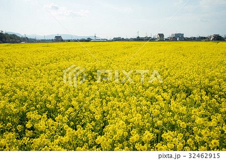 菜の花畑（愛媛県東温市）を彩る花・自然景観 32462915