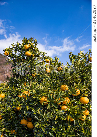 伊予柑(いよかん) 伊予柑(いよかん) 32462937