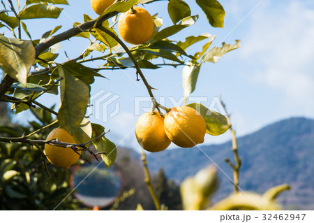 レモン（檸檬） 32462947