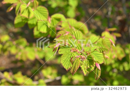 樹木：ヒュウガミズキ　マンサク科 32462973