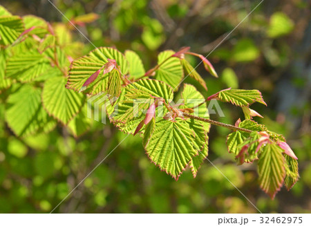 樹木：ヒュウガミズキ　マンサク科 32462975