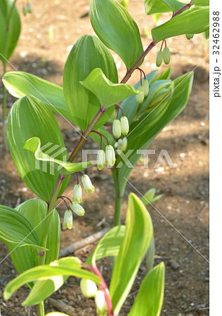 植物：フイリアマドコロ　ユリ科 32462988