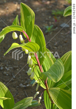 植物：フイリアマドコロ　ユリ科 32462989