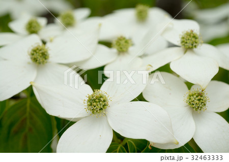 白いヤマボウシの花 32463333