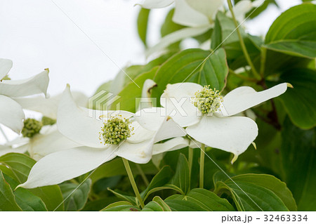 白いヤマボウシの花 32463334