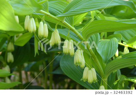 植物：オオアマドコロ　ユリ科 32463392