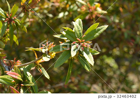 樹木 ホソバテンジクメギ メギ科の写真素材