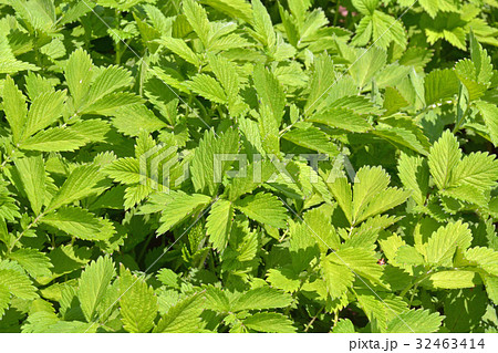 植物：キンミズヒキ　バラ科 32463414