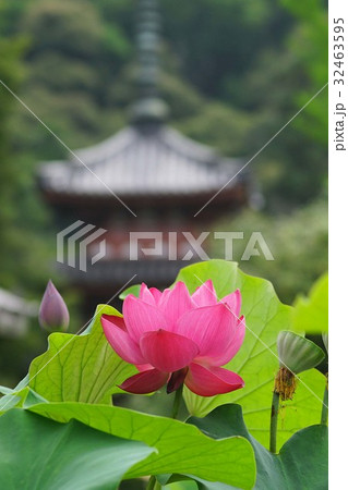 三室戸寺のハスの花 三室戸寺のハスの花 32463595