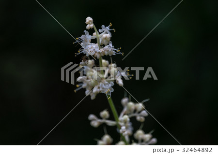 ヤブミョウガ 32464892