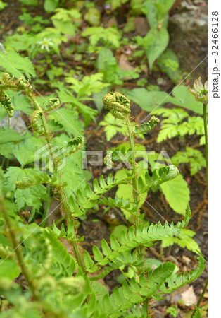 植物：アイノコクマワラビ　オシダ科 32466128