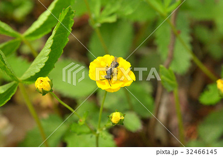 植物：ミツバツチグリ　バラ科 32466145