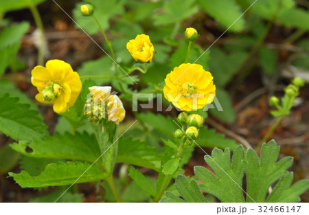 植物:ミツバツチグリ バラ科 植物:ミツバツチグリ バラ科 32466147