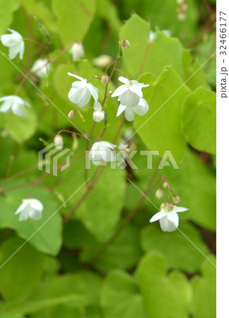 植物:バイカイカリソウ メギ科 植物:バイカイカリソウ メギ科 32466177