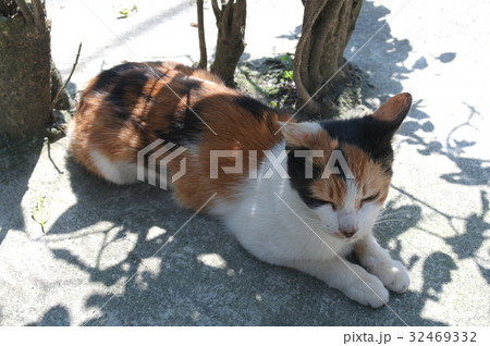 A cat in Hou-tong, Taiwan 32469332