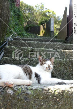 A cat in Hou-tong, Taiwan 32469333