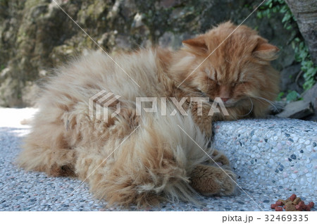 A cat in Hou-tong, Taiwan 32469335
