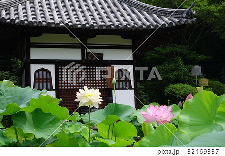三室戸寺のハスの花 32469337