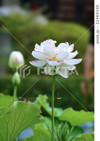 三室戸寺のハスの花 32469340