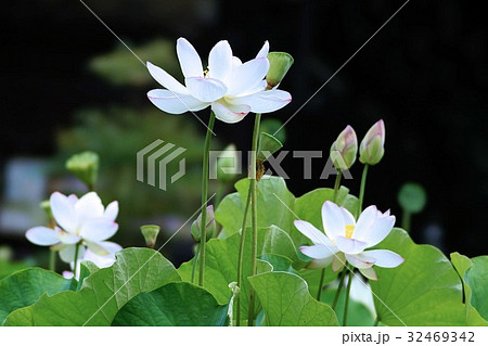 三室戸寺のハスの花 32469342