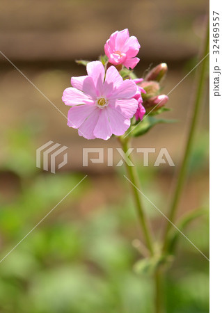 植物:レッドキャンピオン ナデシコ科 植物:レッドキャンピオン ナデシコ科 32469557