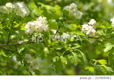 樹木：サンザシ　バラ科 32469561