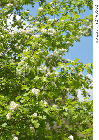 樹木:サンザシ バラ科 樹木:サンザシ バラ科 32469562